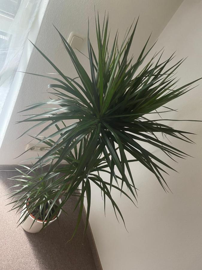 Kingsize Bett Boho Apartment Mit Tiefgarage Naehe Salzburg フライラッシンク エクステリア 写真